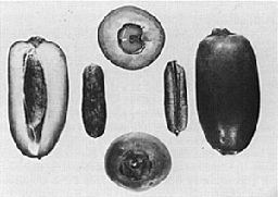 'Halawi', (center) a leading export date of Iraq