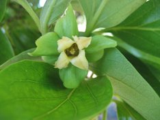 'Ichikikei Jiro' persimmon flower