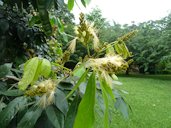 Flowers of the Inga Feuillei at Ho'omaluhia Botanical Garden in Kane'ohe, Oahu.