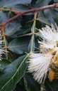 Close-up of winged rachis