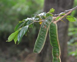 Inga densiflora Benth.