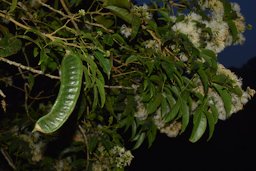 Inga mortoniana J. León, Costa rica