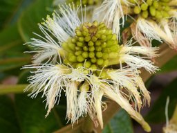 Ice-Cream-Bean, Inga edulis