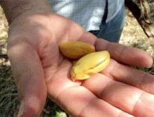 Collecting the seeds, and ripe Inga seeds.