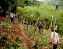 Inga planted following the contours with pineapples filling the gaps and sticks to prevent erosion.