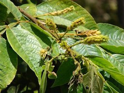 Inga feuillei (Ice cream bean). Leaves and immature flowers. Kula, Maui, Hawai'i.