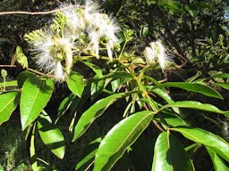 Inga feuillei (Ice cream bean). Flowers and leaves. Enchanting Floral Gardens of Kula, Maui, Hawai'i.