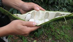 Seedpod opened to reveal the sweet white flesh