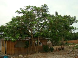 Inga edulis Mart., Peru