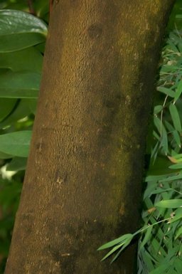 Inga edulis Mart., New York Botanical Garden