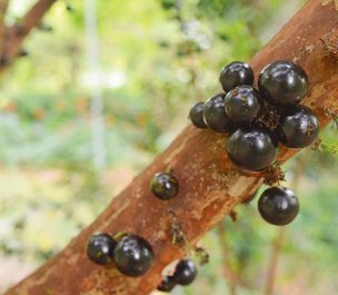 Jaboticaba for the plucking at The Kampong