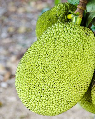 Jackfruit at Fruit and Spice Park.