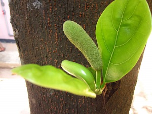 Developing jackfruit