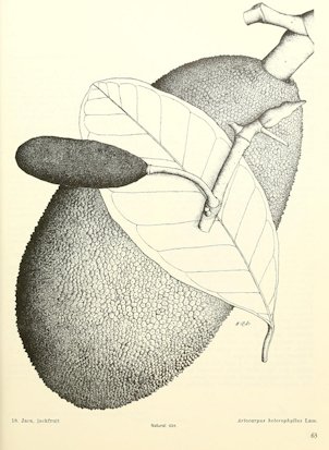 Artocarpus heterophyllus Lam.