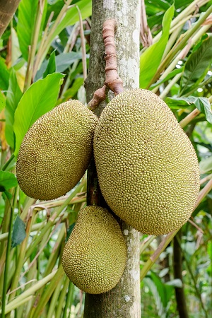 Fruit habit