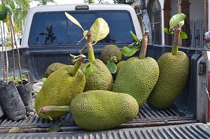 Jack fruit for sale in Guayabitos, Nayarit, Mexico