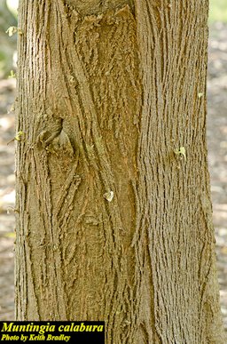 Muntingia calabura bark