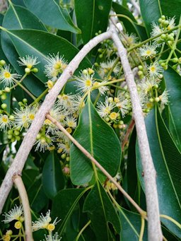 Syzygium cumini, Bangladore, India