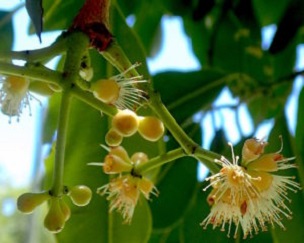 Jambul blossom in July