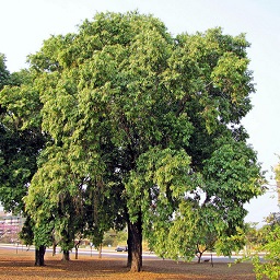 Jambolão (Syzygium cumini)