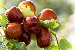 Jujube fruit