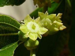 Flores en antesis