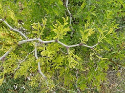 Ziziphus jujuba (Jinjolero, azufaifo) - Rama joven con renuevos.