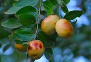 Ziziphus jujuba (Common jujube). Adana, Turkey