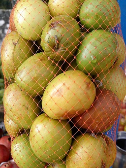 Ziziphus zizyphus,Tamil Nadu, India