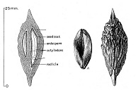 Ziziphus jujuba line drawing