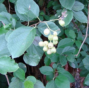 Fruit forming