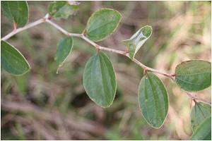 branches typically zigzag