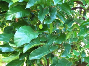 Kwai Muk Leaves