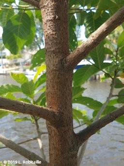 Lenticels on the trunk