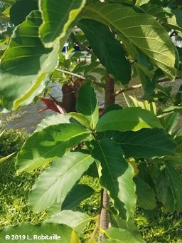 Leaf habit