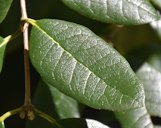 Acca sellowiana in Dunedin Botanic Garden, Dunedin, New Zealand