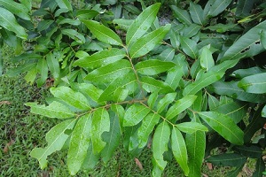 Leaves