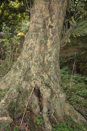 Base of old tree