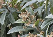 Flowers of loquat (Eriobotrya japonica). Seyhan - Adana, Turkey