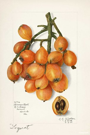 Loquats (Eriobotrya Japonica)