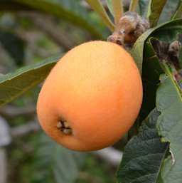 Eriobotrya japonica, Japanese Loquat, Minamiboso city, Japan