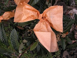 Bagging loquat fruits is a common practice throughout Asia; these trees are in South Kona.