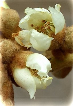 Eriobotrya japonica (Thunb.) Lindl. - Loquat - Napier, South Africa