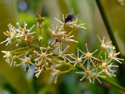 Lychee (the fruit) is familiar to many people but not so many know how Lychee flowers look like. This is the first time I see Lychee flowers. This photo was captured in the Hong Kong Wetland Park.