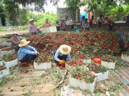 Litchi chinensis being sorted on June 10, 2014 right after harvest in a small village several kilometres southwest of Haikou, Hainan, China.