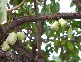 Syzygium malaccense