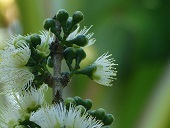 Mountain Apple Blossum, Molokai Hawaii