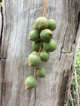 Macadamia tetraphylla