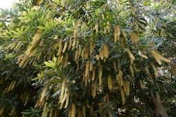 Macadamia flowering, North Coast Regional Botanic Garden, Coffs Harbour, NSW Australia