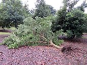 Macadamia integrifolia. Wind damage to crops during recent storm in Kainaliu, Hawaii